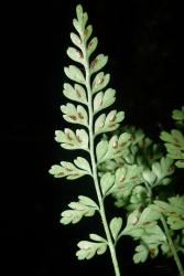 Asplenium cimmeriorum. Sori and indusia away from margins on abaxial surface of lamina. 
 Image: L.R. Perrie © Te Papa CC BY-NC 3.0 NZ